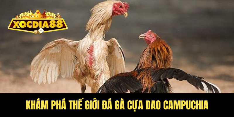Đá gà cựa dao Campuchia Xocdia88 - Nảy lửa từng giây 2 Tổng quan về bộ môn đá gà cựa dao Campuchia