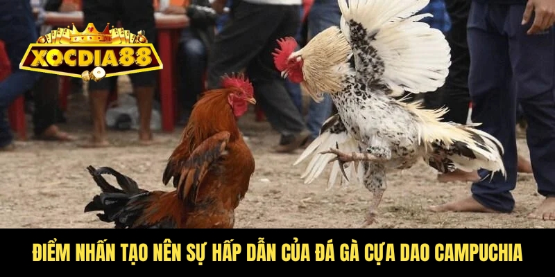 Đá gà cựa dao Campuchia Xocdia88 - Nảy lửa từng giây 3 Sự hấp dẫn của đá gà cựa dao Campuchia