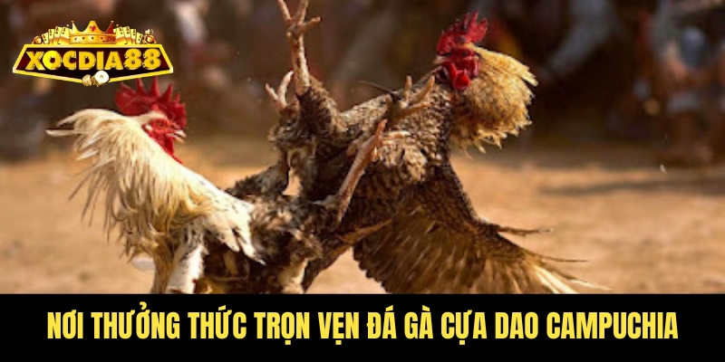 Đá gà cựa dao Campuchia Xocdia88 - Nảy lửa từng giây 4 Nơi để bet thủ chiêm ngưỡng cuộc chiến nảy lửa