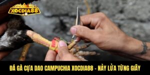 Đá gà cựa dao Campuchia