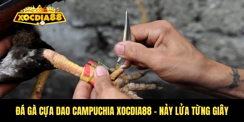 Đá gà cựa dao Campuchia