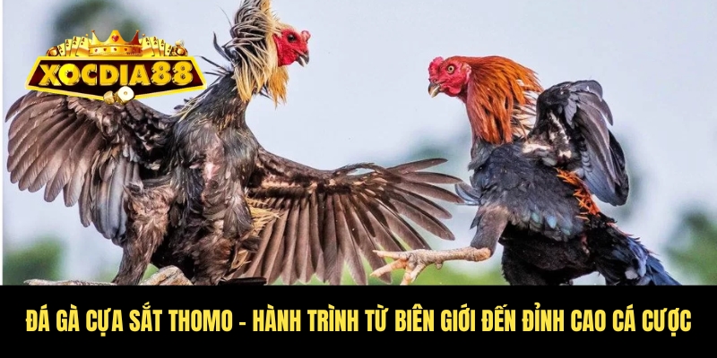 Đá gà cựa sắt Thomo – Kịch tính từng trận tại Xocdia88 2 Theo dõi quá trình đá gà cựa sắt Thomo trở nên nổi tiếng