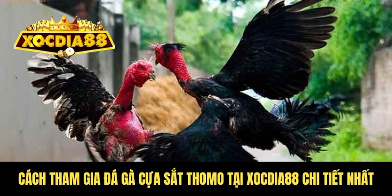 Đá gà cựa sắt Thomo – Kịch tính từng trận tại Xocdia88 3 Hướng dẫn anh em chơi cựa sắt tại Xocdia88