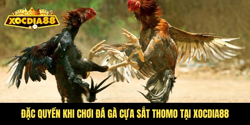 Đá gà cựa sắt Thomo – Kịch tính từng trận tại Xocdia88 4 Quyền lợi có một không hai khi chơi đá gà cựa sắt Thomo