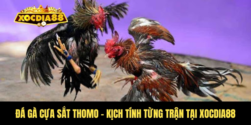 Đá gà cựa sắt Thomo