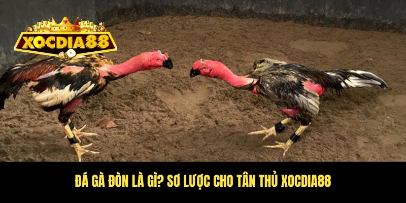 Đá gà đòn là gì? Khám phá bí mật gà dân gian Xocdia88 2 Tìm hiểu đá gà đòn là gì cho tân thủ