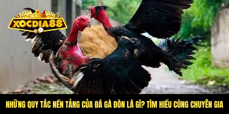 Đá gà đòn là gì? Khám phá bí mật gà dân gian Xocdia88 3 Quy tắc của đá gà đòn là gì?