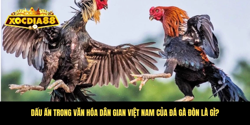Đá gà đòn là gì? Khám phá bí mật gà dân gian Xocdia88 4 Hiểu rõ về dấu ấn văn hóa dân gian Việt Nam của đá gà đòn