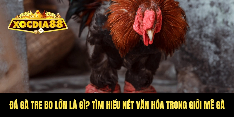 Đá gà tre bo lớn Xocdia88 – Cuộc chiến cho dân chơi 2 Tổng quan về đá gà tre bo lớn Xocdia88