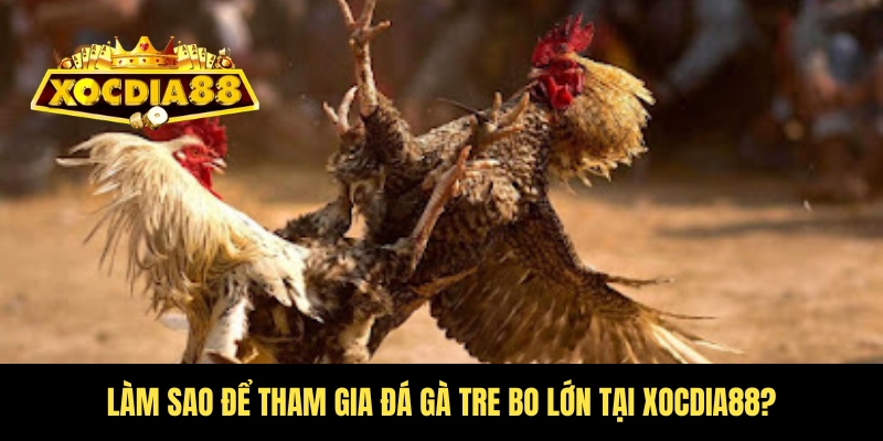 Đá gà tre bo lớn Xocdia88 – Cuộc chiến cho dân chơi 3 Cách tham gia cược tại Xocdia88