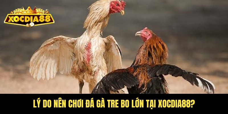 Đá gà tre bo lớn Xocdia88 – Cuộc chiến cho dân chơi 4 Vì sao sư kê nên chơi bộ môn này tại Xocdia88?