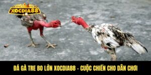 Đá gà tre bo lớn