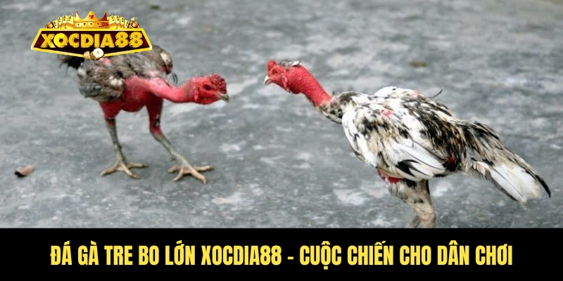 Đá gà tre bo lớn