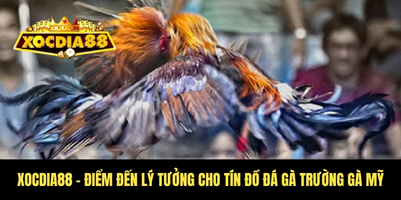 Đá gà trường gà Mỹ - Kịch tính nghẹt thở tại Xocdia88 2 Sảnh cược Xocdia88 cho tín đồ đá gà trường gà Mỹ