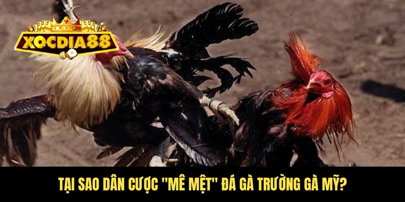 Đá gà trường gà Mỹ - Kịch tính nghẹt thở tại Xocdia88 3 Vì sao trường gà Mỹ lại được chuộng top đầu?