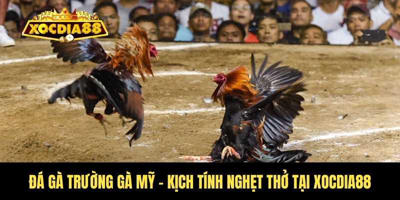 Đá gà trường gà Mỹ - Kịch tính nghẹt thở tại Xocdia88 1 Đá gà trường gà Mỹ